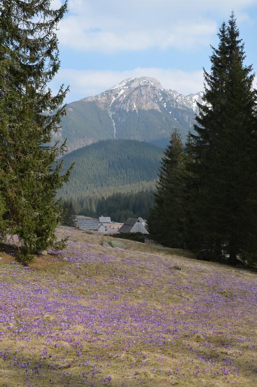 Jedla Miejsce Goscinne Bukowina Tatrzanska Exterior photo